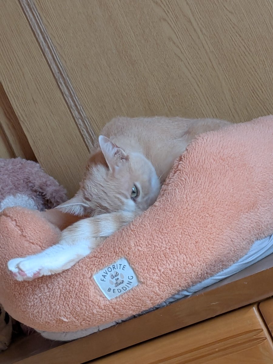 2026neko3's tweet photo. みーちゃん🤣🤣🤣

#猫のいる暮らし
#猫好きさんと繋がりたい https://t.co/4YwLaKgIcL