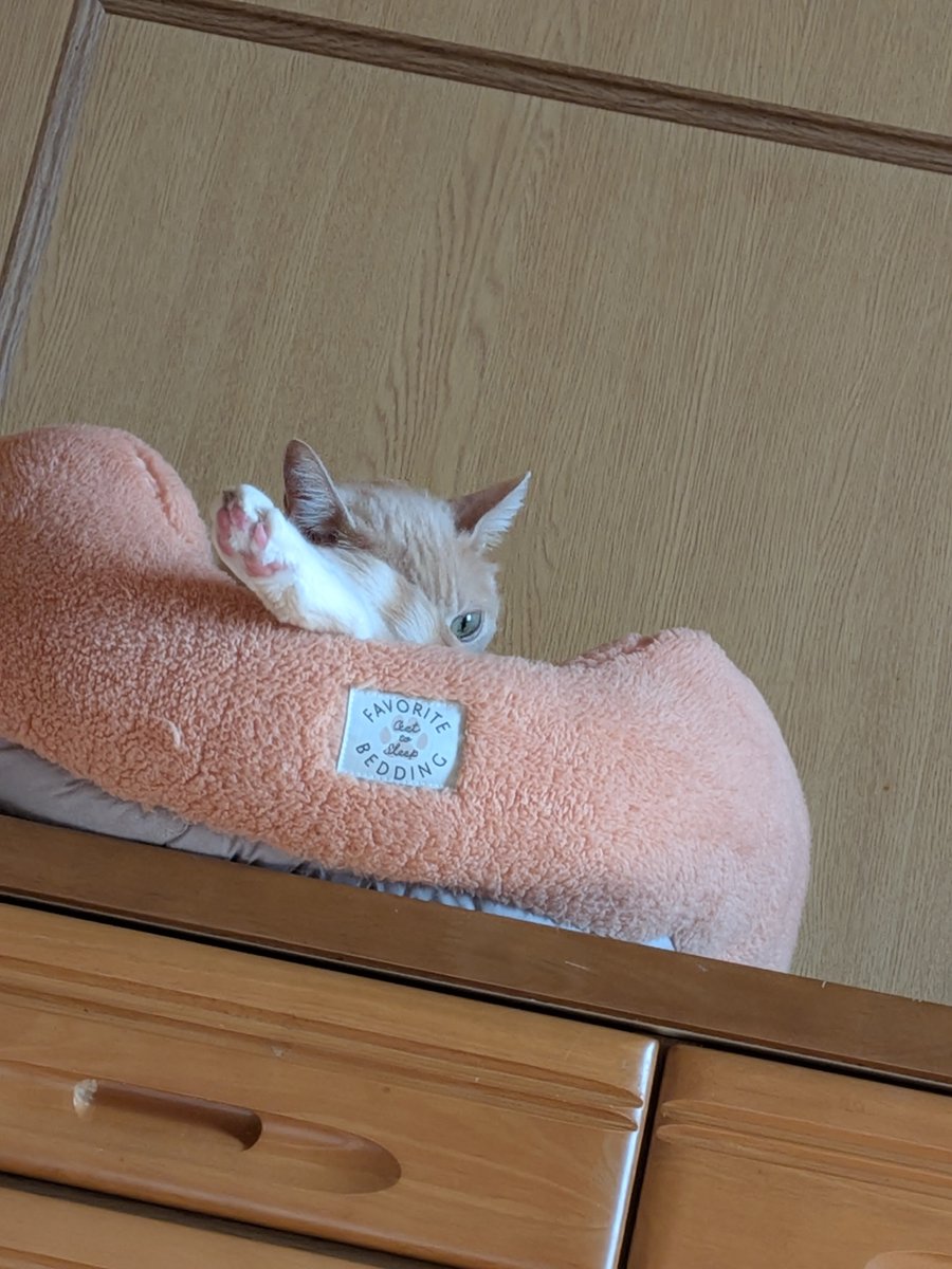 2026neko3's tweet photo. みーちゃん🤣🤣🤣

#猫のいる暮らし
#猫好きさんと繋がりたい https://t.co/4YwLaKgIcL