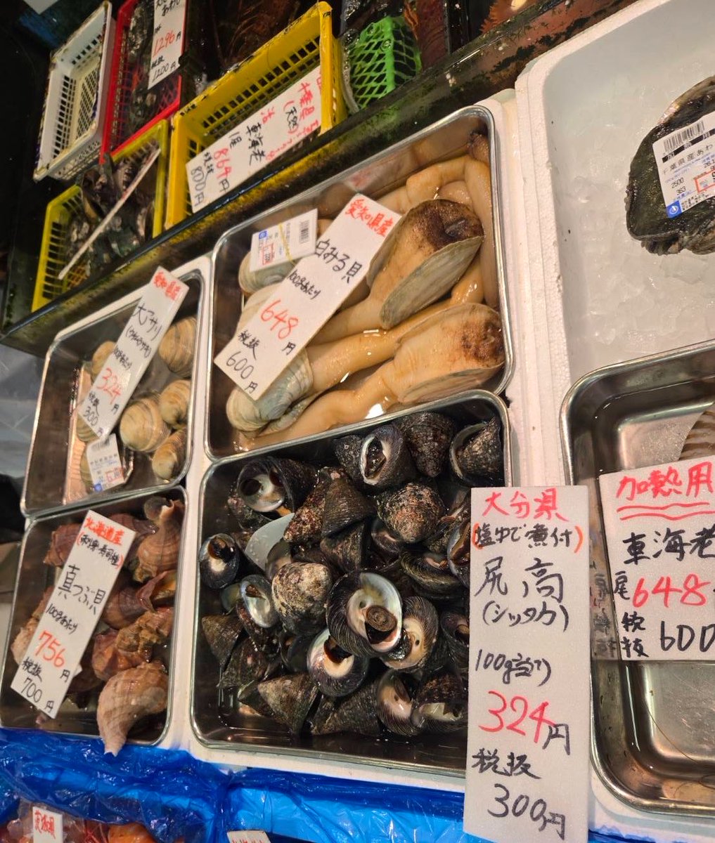 yoshiike_group's tweet photo. 沖縄産
ヒレシャコ貝‼️ https://t.co/I2rDerIYOh