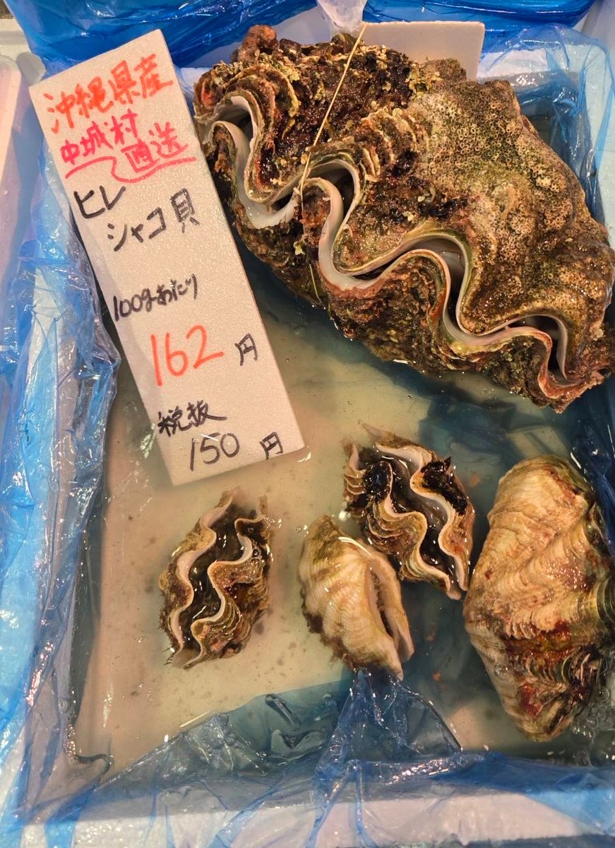yoshiike_group's tweet photo. 沖縄産
ヒレシャコ貝‼️ https://t.co/I2rDerIYOh
