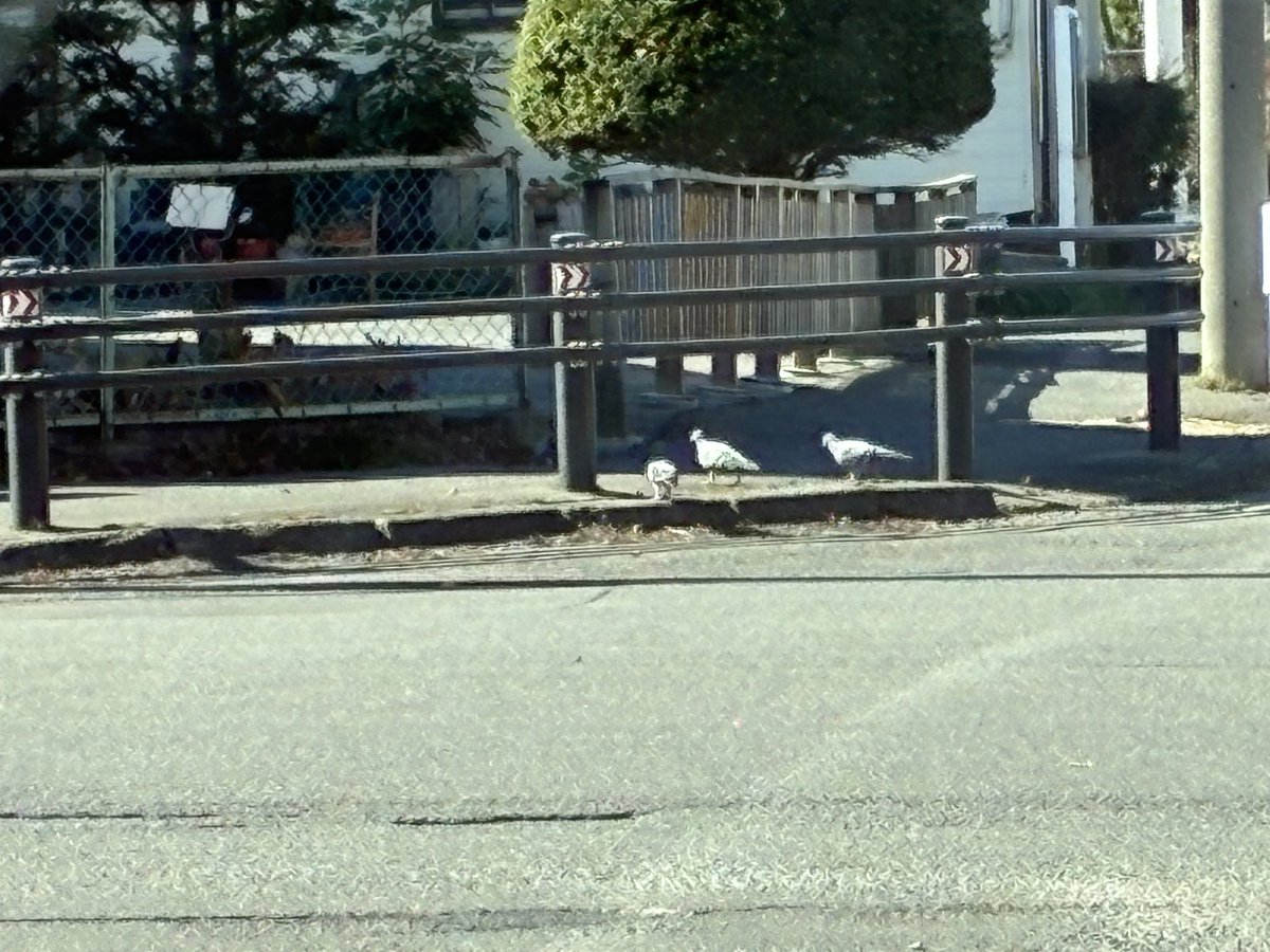 sky703917's tweet photo. 渡ることのできる鳩さんすげーな https://t.co/8OIi5aGtO7