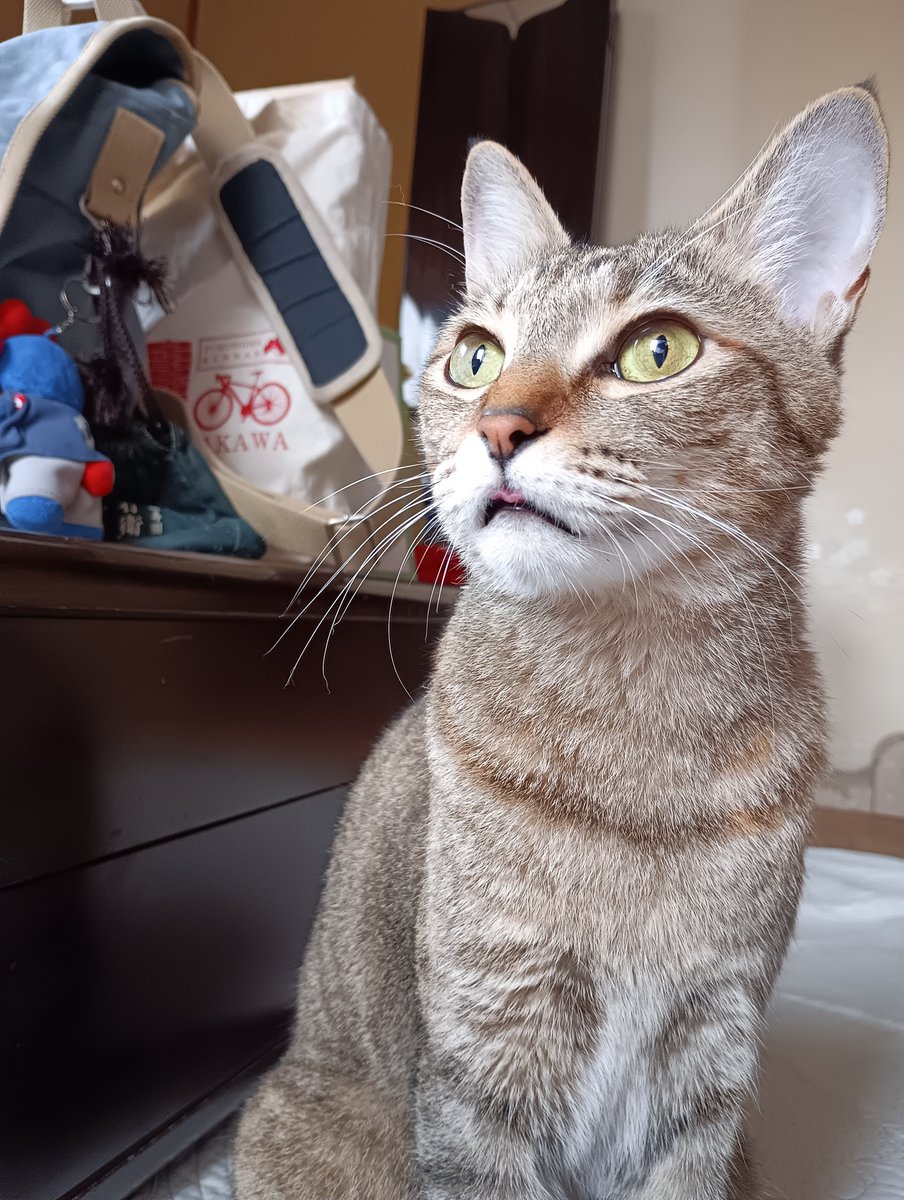 Tm15Tama's tweet photo. 珍しくベロしまい忘れてる-😺 https://t.co/UFHk0C6Nog