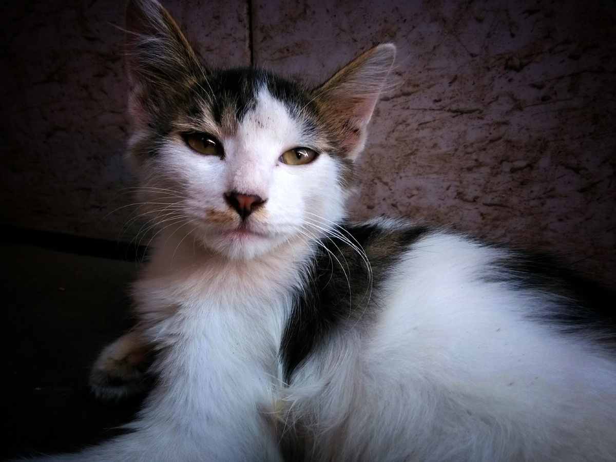 Arlan86044433's tweet photo. This shelter doesn't just house strays—we never breed or cull without cause, and every staff treats every animal like family.， https://t.co/Z8q1aVPZgl