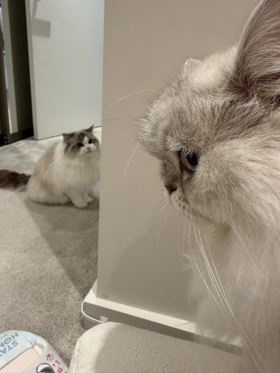 Kyaandere's tweet photo. I just took the most perfect pic of my cats I’m crying https://t.co/RUIXWuMRAG