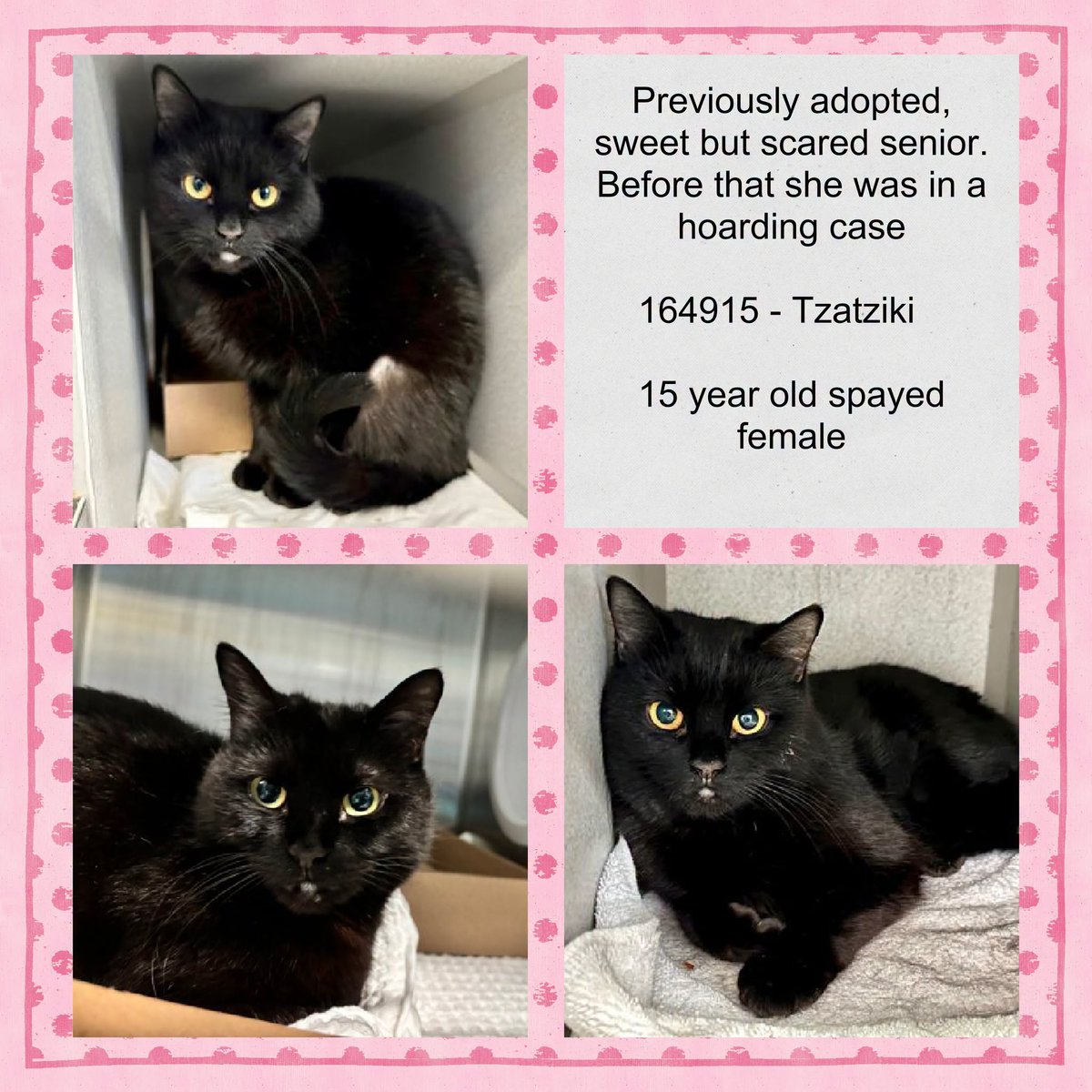 DubJH1009's tweet photo. https://t.co/1BHozhryU4 #HelpASAP #RedAlert #DoSomethingNow #Mayday #SOS #HelpNow #Desperate #Urgent #PleaseSaveNow #nyc #cats https://t.co/lUW9xrlHIN