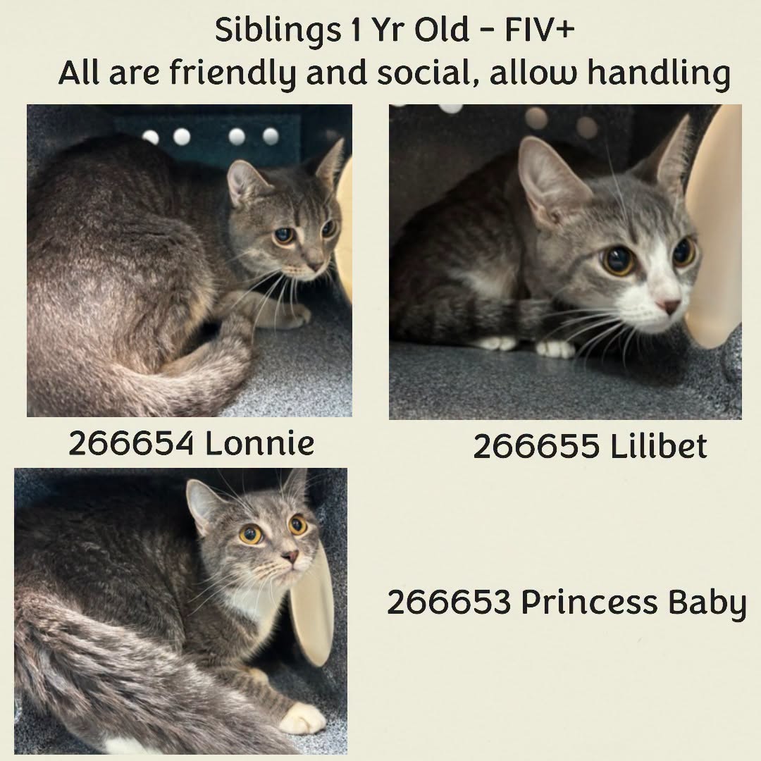 DubJH1009's tweet photo. https://t.co/hQjfYctzgC #HelpAllASAP #RedAlert #DoSomethingNow #Mayday #SOS #HelpAllNow #Desperate #Urgent #PleaseSaveAllNow #nyc #cats https://t.co/scIaXFXCpM