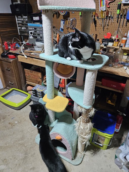 Two black and white cats are in a workshop area, with one resting on a carpeted cat tree and another on the floor near a litter box and various tools on a pegboard.