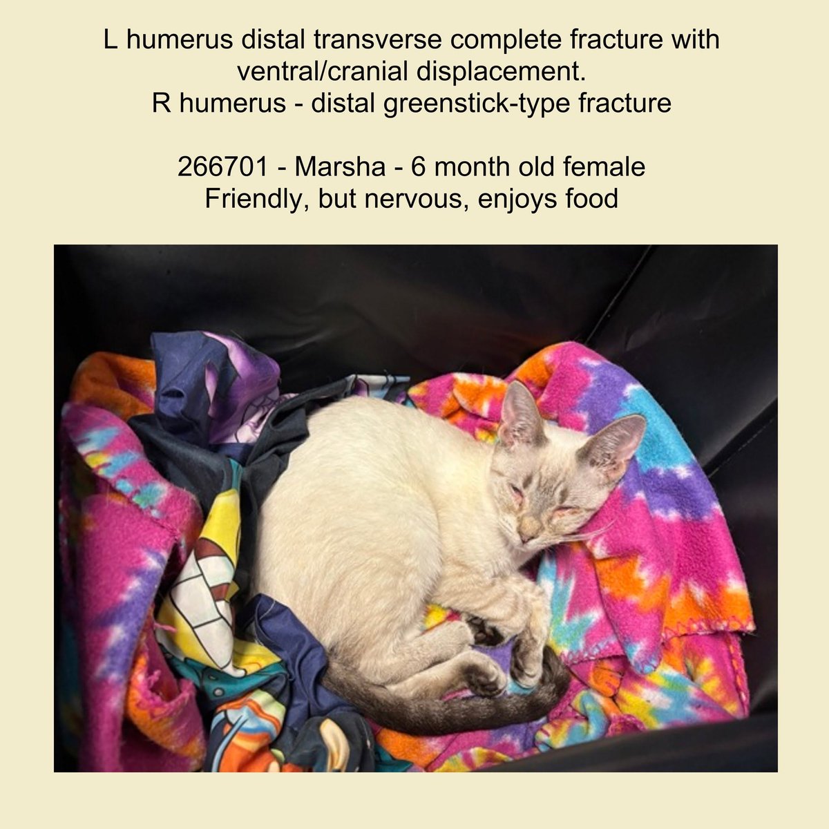 DubJH1009's tweet photo. https://t.co/YzB6s5Buos #MEDICALEMERGENCY #SOS #MUSTBESAVEDASAP #WILLBEKILLED #DOSOMETHINGPLEASE #HELPIMMEDIATELY #MAYDAY #REDALERT #URGENT #SOS #CRITICAL #DESPERATE #nyc #cats https://t.co/32udsak6Nl