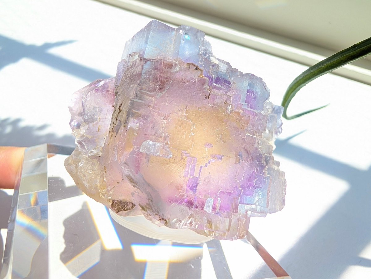 forestokiwa's tweet photo. イリノイのフローライト

照りツヤやブルーに関しては他の方のFineな個体をご覧いただくとして、
表面の蝕像具合や形状の面白さ、そして色の夢かわ度については是非とも推させて欲しい

アナベルリー、🦉、🦉 https://t.co/fXaQPe9BX1
