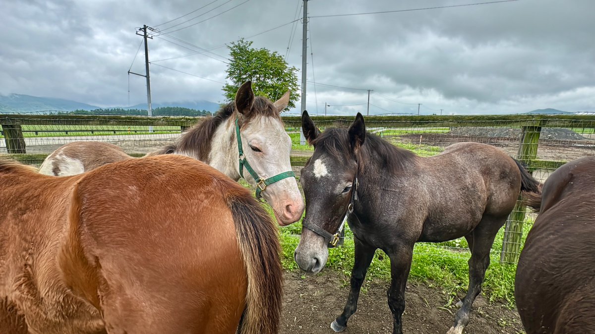 aoraki_family's tweet photo. ラテちゃん🐴🍼
仲良し芦毛くんといるところを隠し撮りしました🤭

#2頭とも眠たそう #いつも一緒 #ドウデュースの娘 https://t.co/nxVPv2aalM