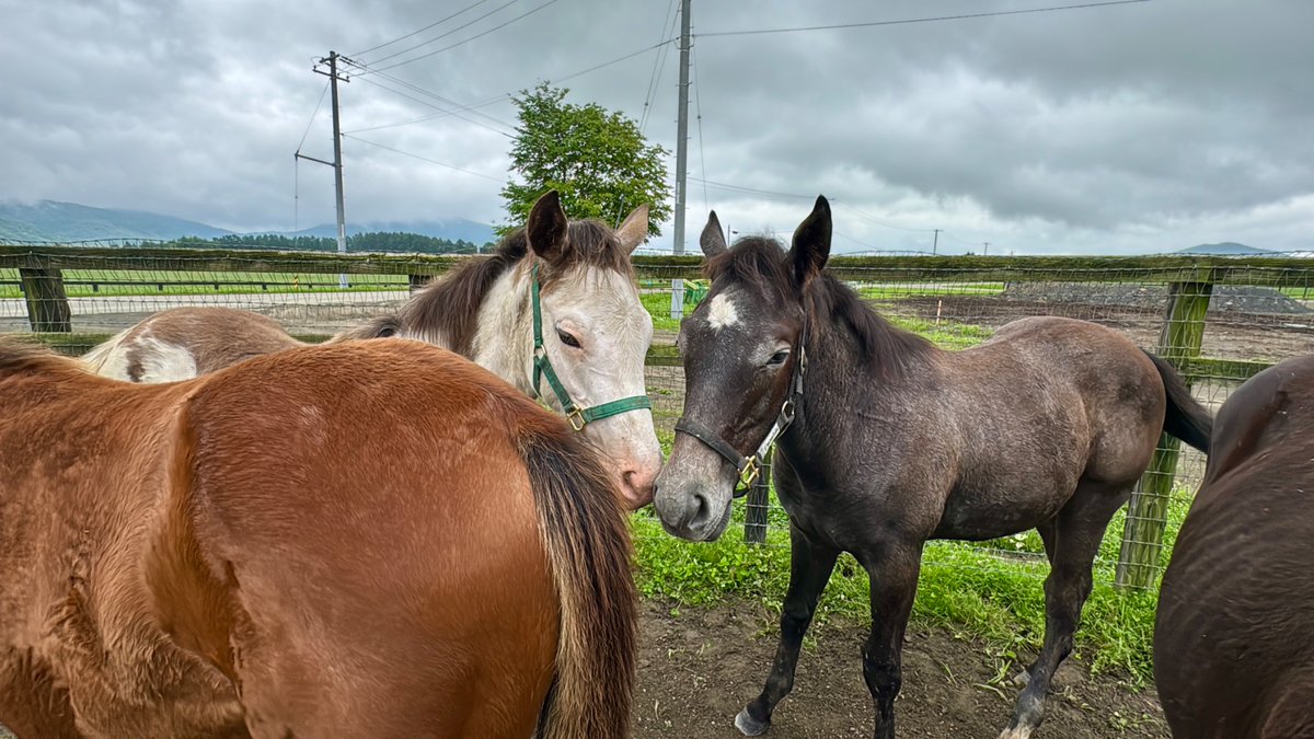 aoraki_family's tweet photo. ラテちゃん🐴🍼
仲良し芦毛くんといるところを隠し撮りしました🤭

#2頭とも眠たそう #いつも一緒 #ドウデュースの娘 https://t.co/nxVPv2aalM
