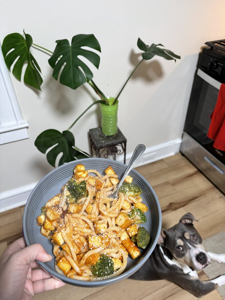 Quinnnx_'s tweet photo. i made a nice vegan meal tonight w my new tofu press :-)
✨vegan garlic sesame tofu broccoli udon✨ https://t.co/7DrrYmrFC9