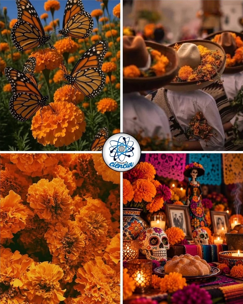 EnsedeCiencia's tweet photo. 🧡🌼 Octubre es naranja…
Es cempasúchil, es pan de muerto, es papel picado y veladoras. Es recordar a quienes amamos, mantener vivas nuestras tradiciones y sentir que México florece entre colores, aromas y recuerdos.
Porque en México, hasta la nostalgia tiene flores. 🇲🇽✨ https://t.co/eQwKRFOD66