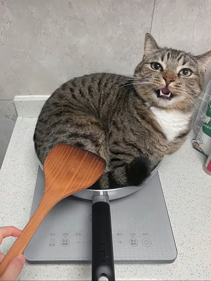 bayhgel's tweet photo. stir fry niggas in a wok https://t.co/h0Ei21BwTx