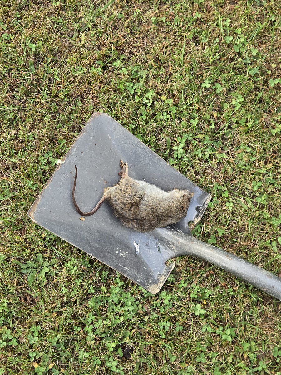 tapewormitis's tweet photo. rat the size of Massachusetts https://t.co/EeD8VvHqjP