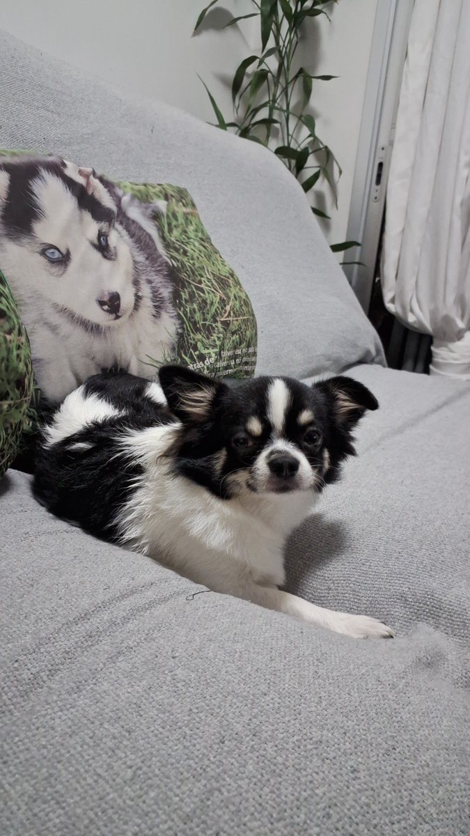 mardeggan's tweet photo. My dog has the same vibe as me, when I'm happy and energetic, he is too, and when I'm sleepy, he is too, just like me right now https://t.co/C6nv8woUoo