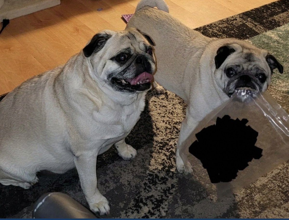 SarahPug12's tweet photo. Once again, Stella found a bag that fell on the floor! ๐ If you drop it, she will find it! ๐๐คญ๐ #Stella #BabyGirl #Crazygirl #Orange #BoyBoy #Siblings #SaturdayVibes https://t.co/DEEfLQyeEs