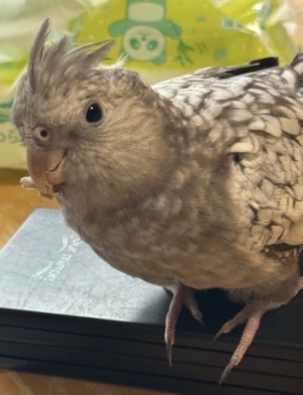 privateeye_pet's tweet photo. 【迷子インコを探しています‼️】

所沢駅付近にて

10月2日から行方不明になりました💦

目撃した方はリプライやDMをいただけますと幸いです🙇‍♂️

名前：イプシロン
種類：オカメインコ
色　：グレーとホワイト
性別：恐らくメス
特徴：クリッピングなし
　　　おっとりだけど素早い
　　　食べることが好き

#迷子インコ #インコ #迷いインコ #埼玉県 #所沢市 #拡散希望 #迷子ペットを守りたい