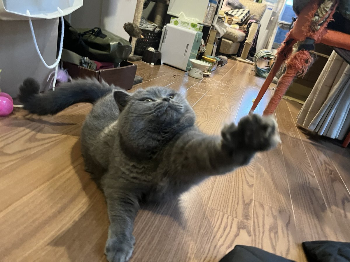 pusa34's tweet photo. 🙋‍♀️

#ブリティッシュショートヘア #britishshorthair https://t.co/BcKsyLY8yu