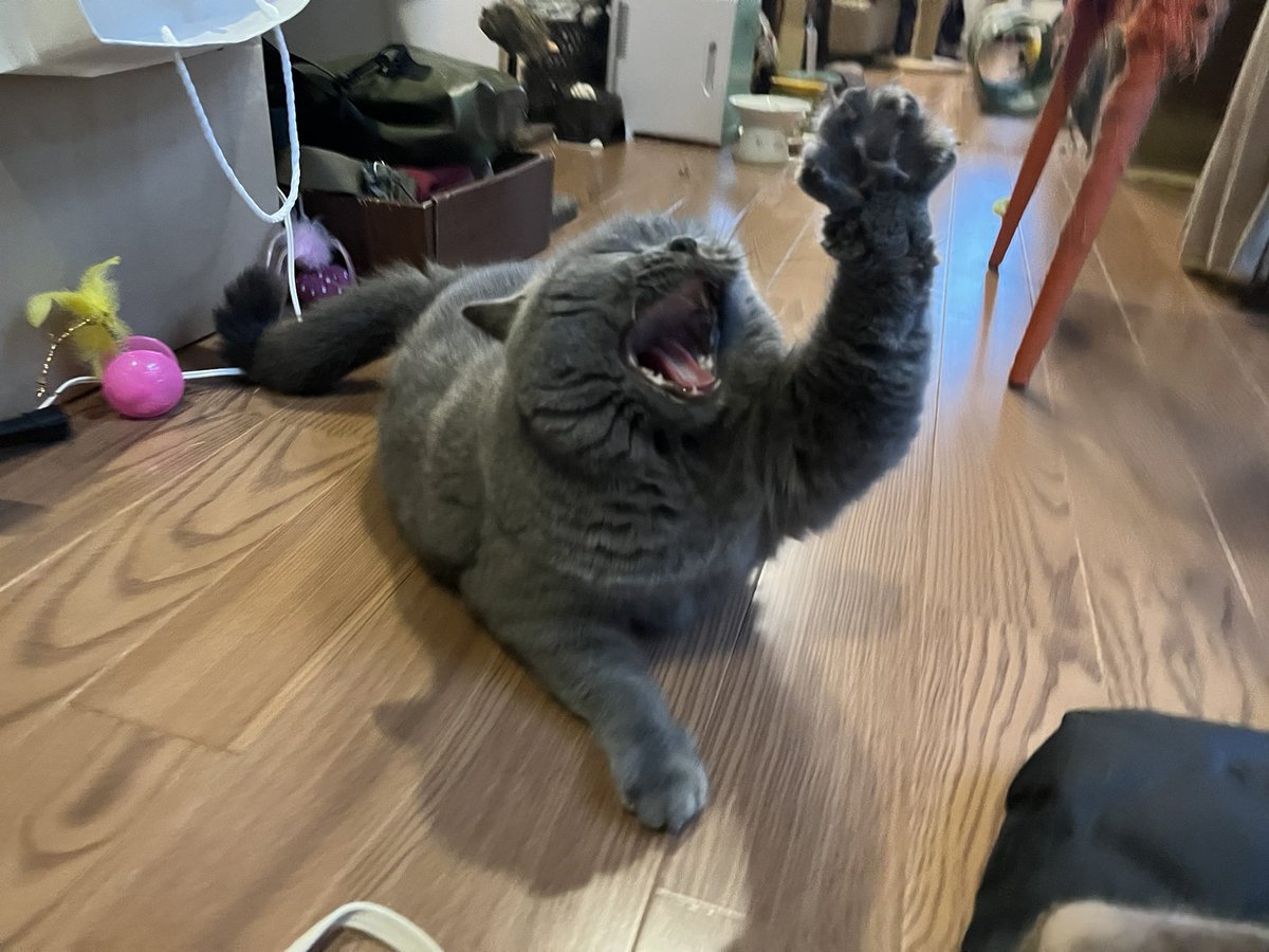 pusa34's tweet photo. 🙋‍♀️

#ブリティッシュショートヘア #britishshorthair https://t.co/BcKsyLY8yu