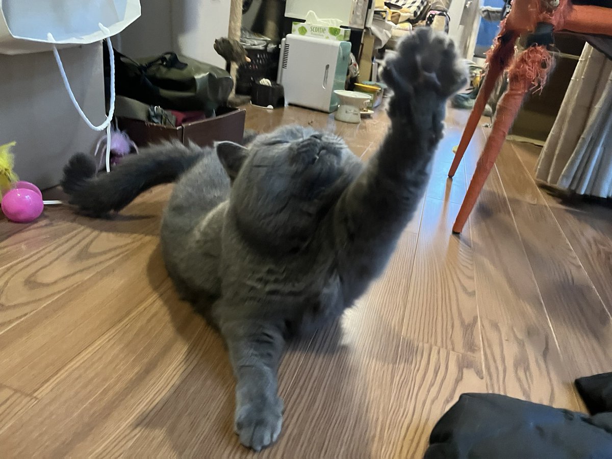 pusa34's tweet photo. 🙋‍♀️

#ブリティッシュショートヘア #britishshorthair https://t.co/BcKsyLY8yu