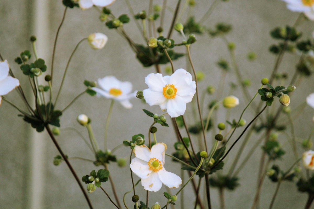 hanalabonote's tweet photo. まいにち切花図鑑💐
【シュウメイギク】

秋の風情を感じる秋明菊（シュウメイギク）。鉢物でも切花でも出回ります。

名前に菊と付くけれどキクの仲間ではなく、キンポウゲ科の花。クレマチスやアネモネの仲間です✨ https://t.co/by6UDsyI8R
