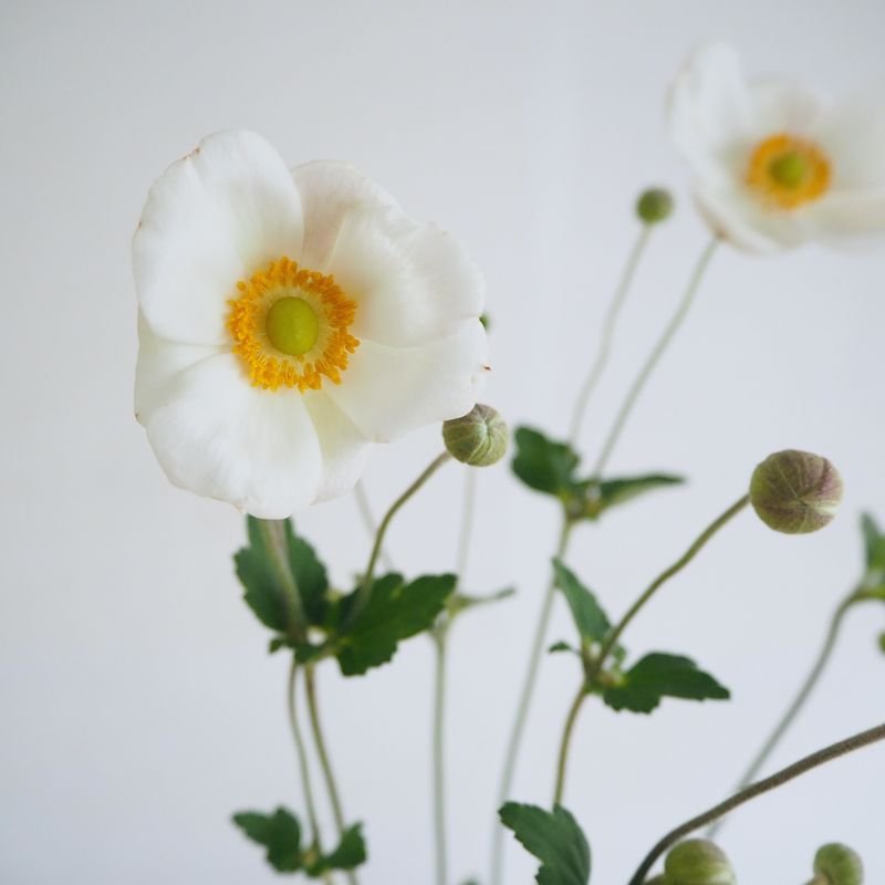 hanalabonote's tweet photo. まいにち切花図鑑💐
【シュウメイギク】

秋の風情を感じる秋明菊（シュウメイギク）。鉢物でも切花でも出回ります。

名前に菊と付くけれどキクの仲間ではなく、キンポウゲ科の花。クレマチスやアネモネの仲間です✨ https://t.co/by6UDsyI8R