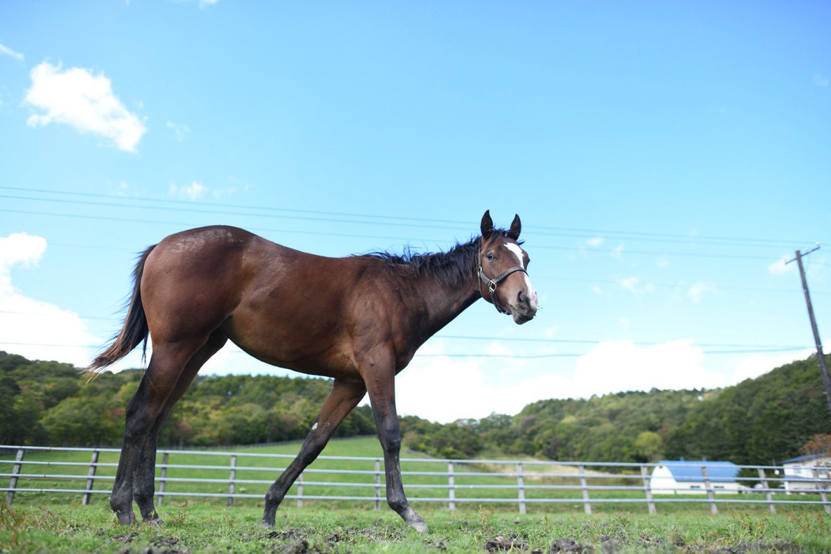 takamura_farm's tweet photo. ピッピちゃんへ
新しいお家でここはどこ？私はだぁれ？になっていませんか？

到着後99.9の皆さんとても優しかったです。
これからも人を信頼して頑張ってね。 https://t.co/CHKLaIb32a