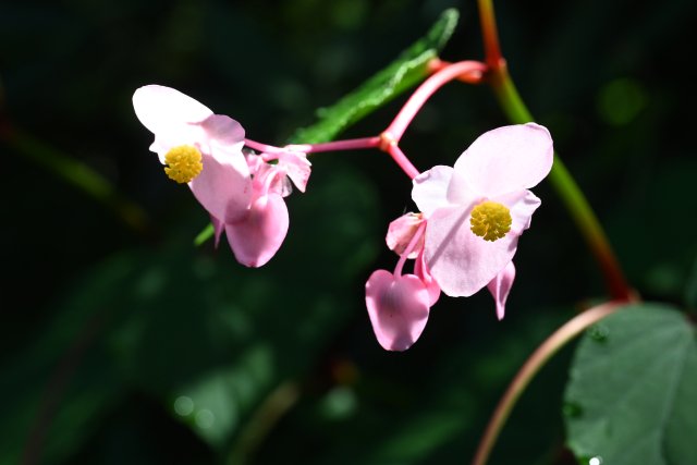selfgriefcare's tweet photo. おはようございます☀️

今日の花は
「シュウカイドウ」🩷

🌿今日この花が
目に留まったあなたへ

「今日は、自分の気持ちを
　優先していい。」😊

誰かに合わせる前に
「私はどうしたい？」と聞いてみて✨

小さな本音を大切にする一日に🌈

#今日の花 #花占い 
#TLを花でいっぱいにしよう https://t.co/xPBHcqXCXr