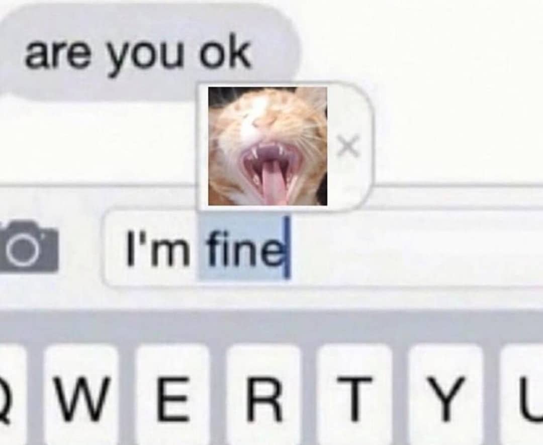 PunchingCat's tweet photo. https://t.co/gNXQcONd6s