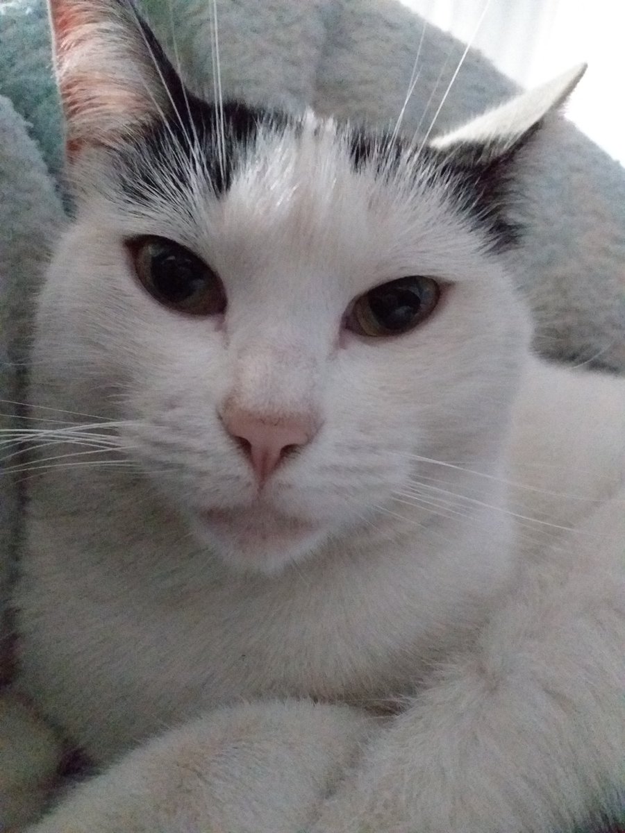 maringuaba's tweet photo. Acabei de perceber q minha falecida gata clarinha era asiática nipo-gatinha https://t.co/a9rDpY68Ry