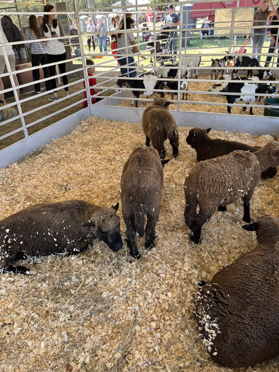 dddonuttttt's tweet photo. CHOCOLATE SHEEP https://t.co/Y2cggnimmH