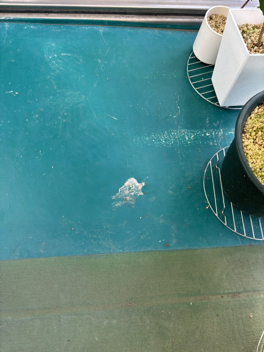 0708x3's tweet photo. めちゃうんこ💩🐦
雨宿りしてたんかな☺️ https://t.co/DXU3dWCuuK