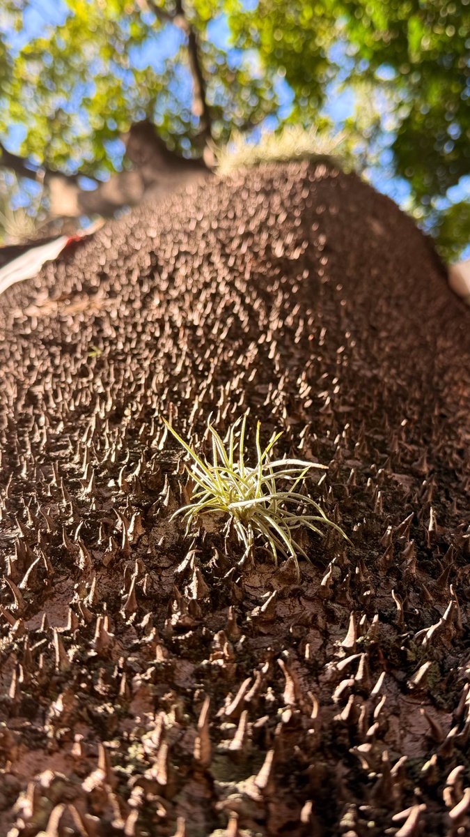 Arrested_Words's tweet photo. Every line on an old tree trunk tells a story of the years it survived.
#TreeMagic #NatureLovers #WhisperingTreese https://t.co/mw0Z1imqZ4