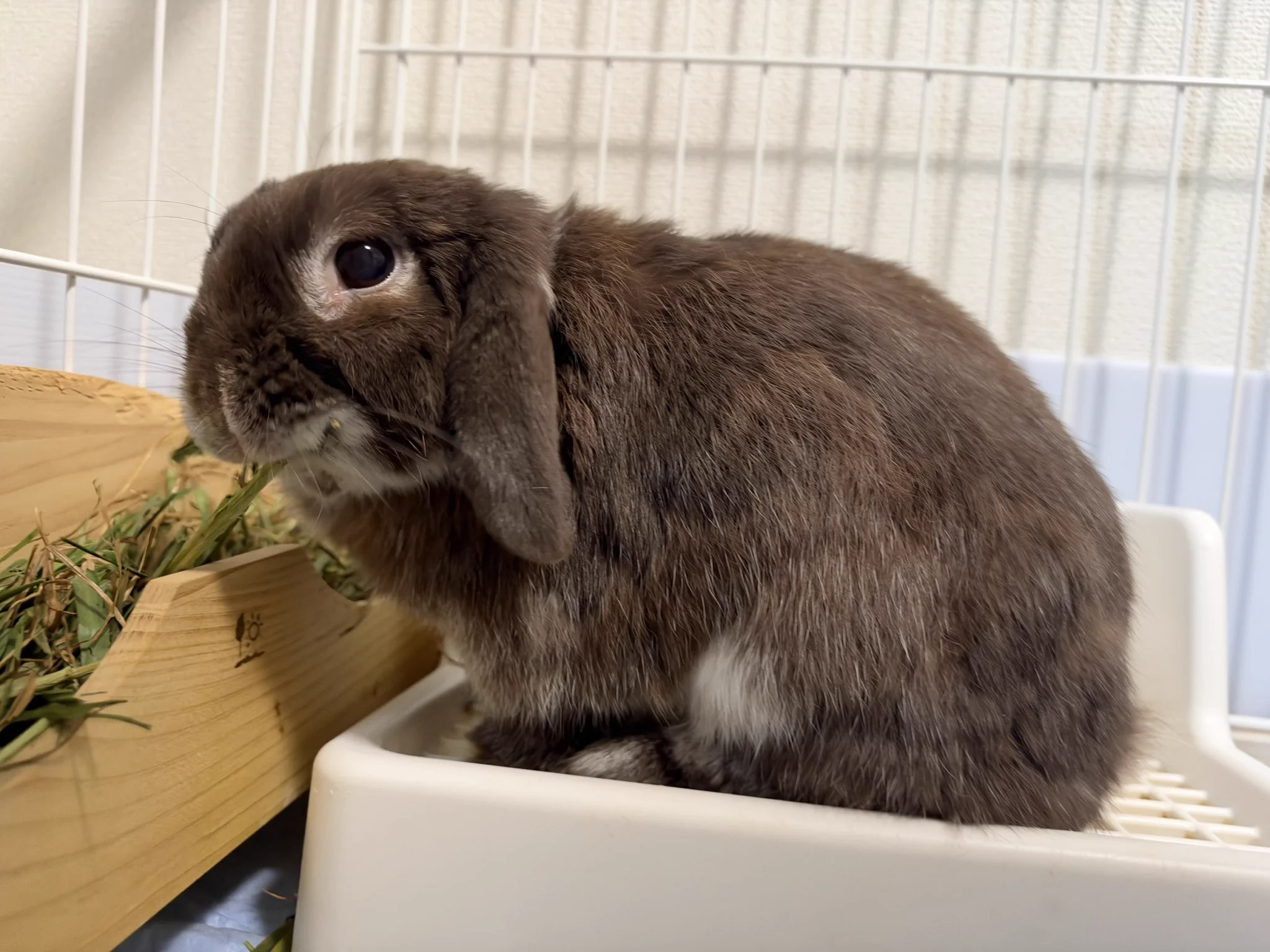 今日もうちのうさぎがかわいい on X / X