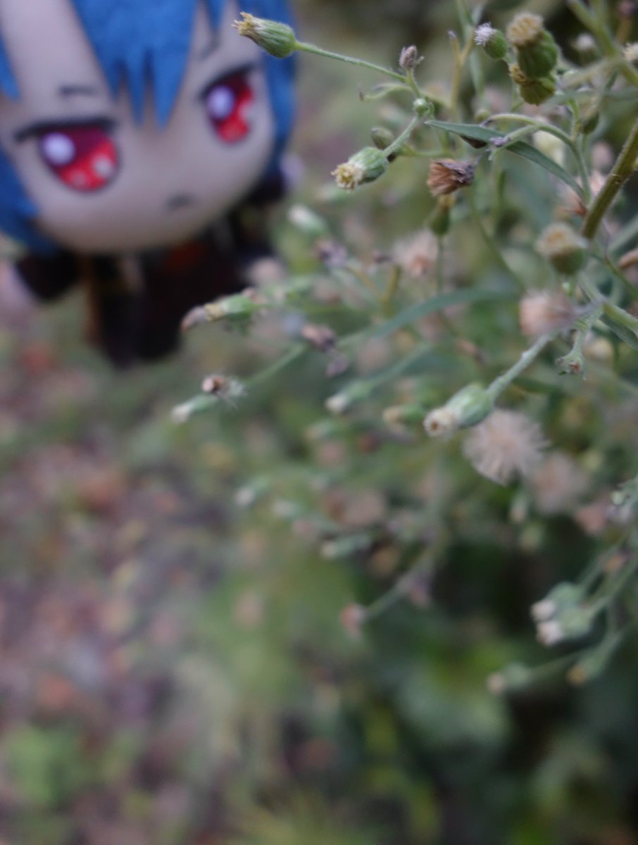 Hakusaimusya's tweet photo. 朝の植物観察

 #まほやく_ぬい https://t.co/D6YLbERgBk
