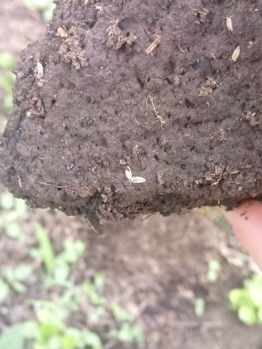 vilevomi's tweet photo. ISOPOD PARTYYYYYY #bugtwt https://t.co/yzPws0igof