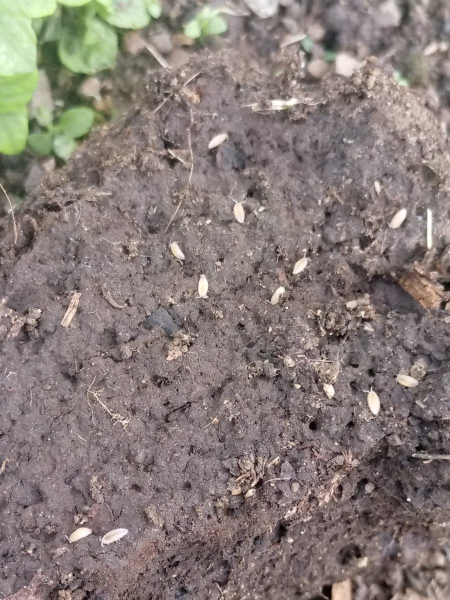 vilevomi's tweet photo. ISOPOD PARTYYYYYY #bugtwt https://t.co/yzPws0igof