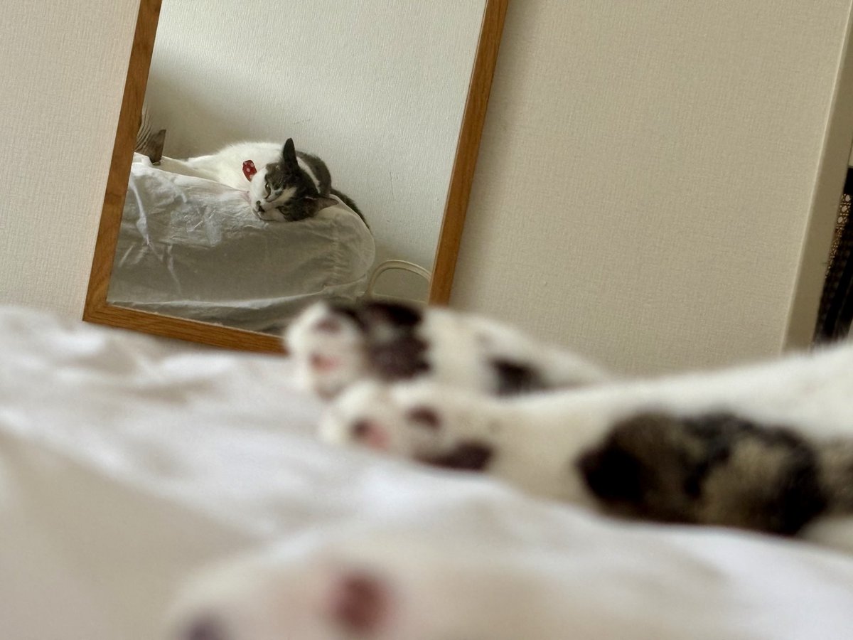 13_monsters's tweet photo. ねこ、やたらとベッドの端っこで寝るのなんでだろうと思ってたら鏡に写る自分を見ながら寝てたことに気付いた
かわいいの鏡に写ってるよね、お前だよ https://t.co/ROmGKk1Z8h