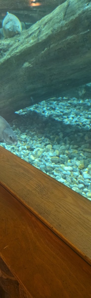 ghostdad45's tweet photo. havent been posting bc wardogs has consumed me and the prox chat n word bombs make it horrifying to stream. But anyways Cabellas aquarium and Lego store with the kids went great today, and i hope you didnt buy gold at 2M bc that price is crazy now huh https://t.co/gIc0K6PjK1