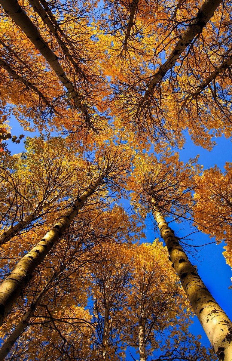 LoveSongs4Peace's tweet photo. Autumn time view of aspen trees peeking towards beautiful blue sky near Hollola in Finland  🇫🇮 https://t.co/QYGbrUYNiV