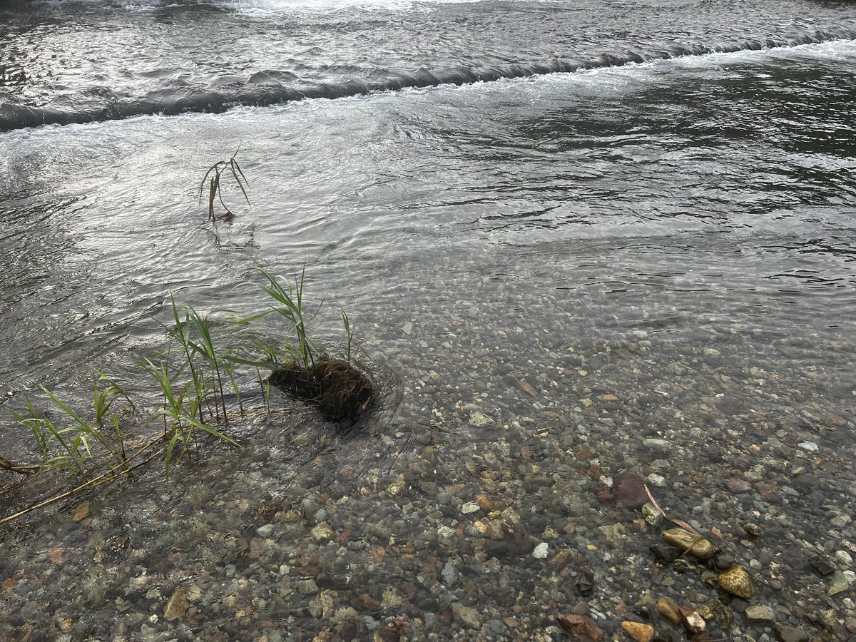 obaryutaro3's tweet photo. 好きなことで生きていける人生、最高！
幸せ！

そう言えれば良いんですけどねぇ。

実際には怒り、絶望、苦痛ですよ。

状況は悪化していくだけ。

川に関わっている限り、この問題から逃れることはできません。

この苦痛から解放されるには、釣りなんか辞めて、一切無関係になるしかないでしょう。 https://t.co/hk7KBBOXIm