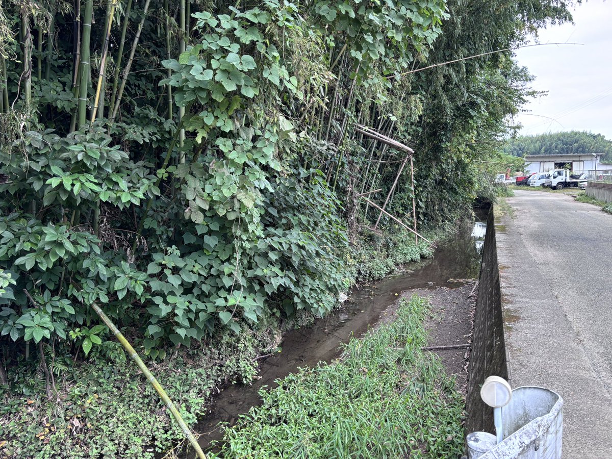 SiloVine's tweet photo. 肥後・高道城なう

おはようございます。本日はここから。

大野氏の城で、龍造寺氏に与した小代氏に攻め落とされたという。
高台の湿地帯に突き出た端に作られた城で現在は神社と宅地になっているが、在所内に堀や土塁も残る

主郭の神社、主郭北の水堀
在所に残る土塁、在所に残る横堀 https://t.co/N1PsZ8QFQ6
