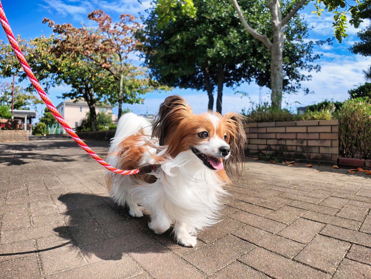 goddog10000's tweet photo. 【お散歩写真】
秋晴れの下でのお散歩です🐶
Leica（ライカ）の色味で綺麗に撮れた😍
 #ジンバルカメラ #Insta360LunaUltra #Insta360 #LunaUltra 
 #Leica #パピヨン #papillon #パピヨン大好き
#パピヨン飼ってる人と繋がりたい #犬の散歩 https://t.co/cEz8Vr3w9E