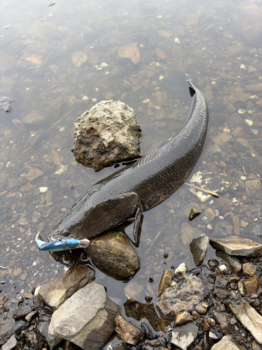 zc33s86's tweet photo. 寝坊からの減水多々良沼🎣
ロクマル釣れたから帰ります😁
ガーゴイル69H入魂🔥 https://t.co/q6dKD9WlSc