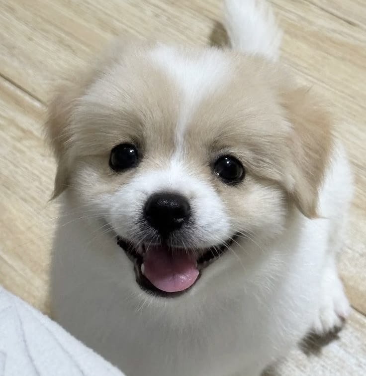 canihaedo's tweet photo. 언니한테만 보여주는 특급 미소 https://t.co/BK6r18z43d