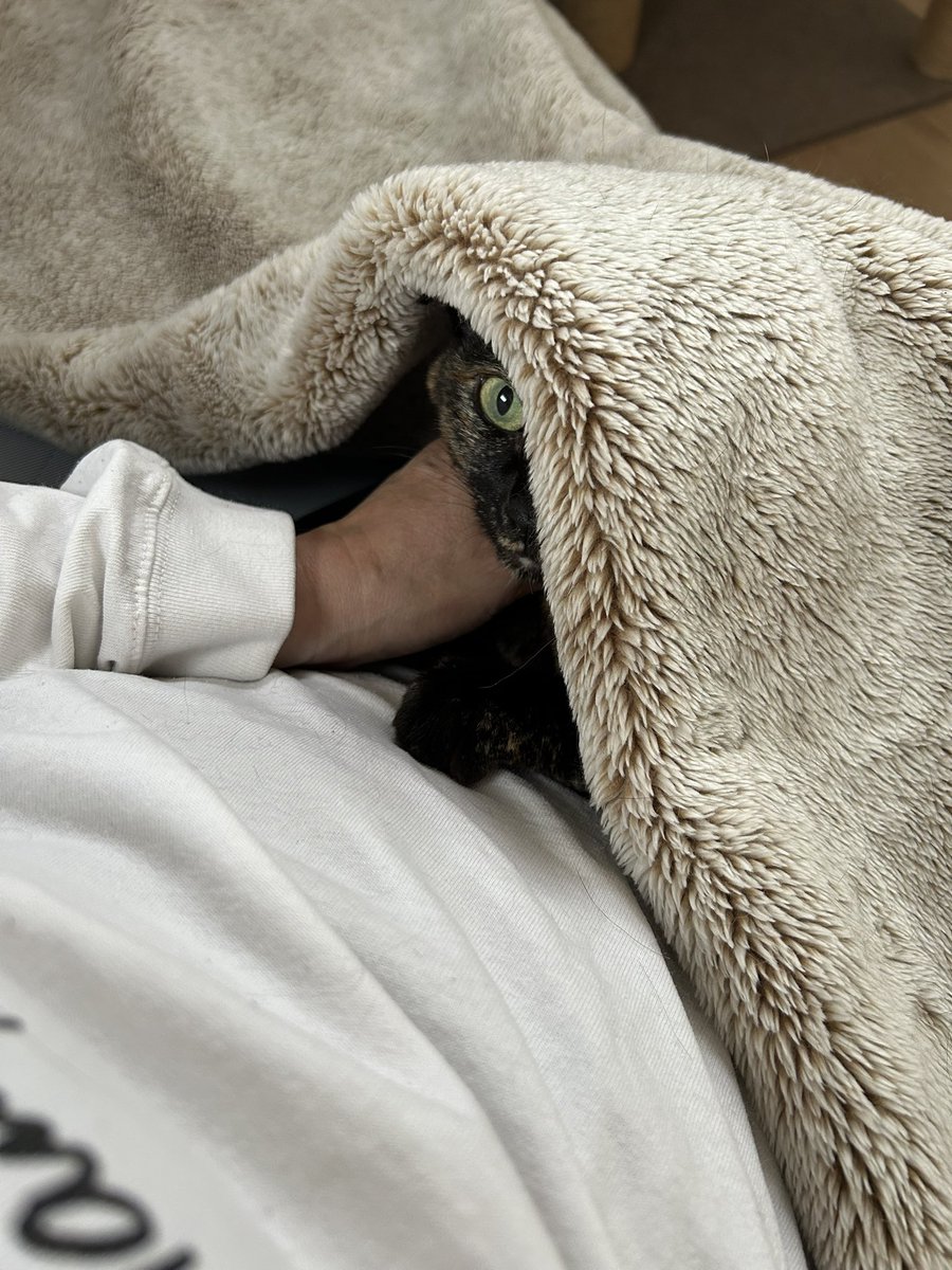 yuko_rin12's tweet photo. こっそり見てた方と隠れてる方。
#黒猫
#サビ猫
#猫のいる暮らし https://t.co/nTtPMPUtPO
