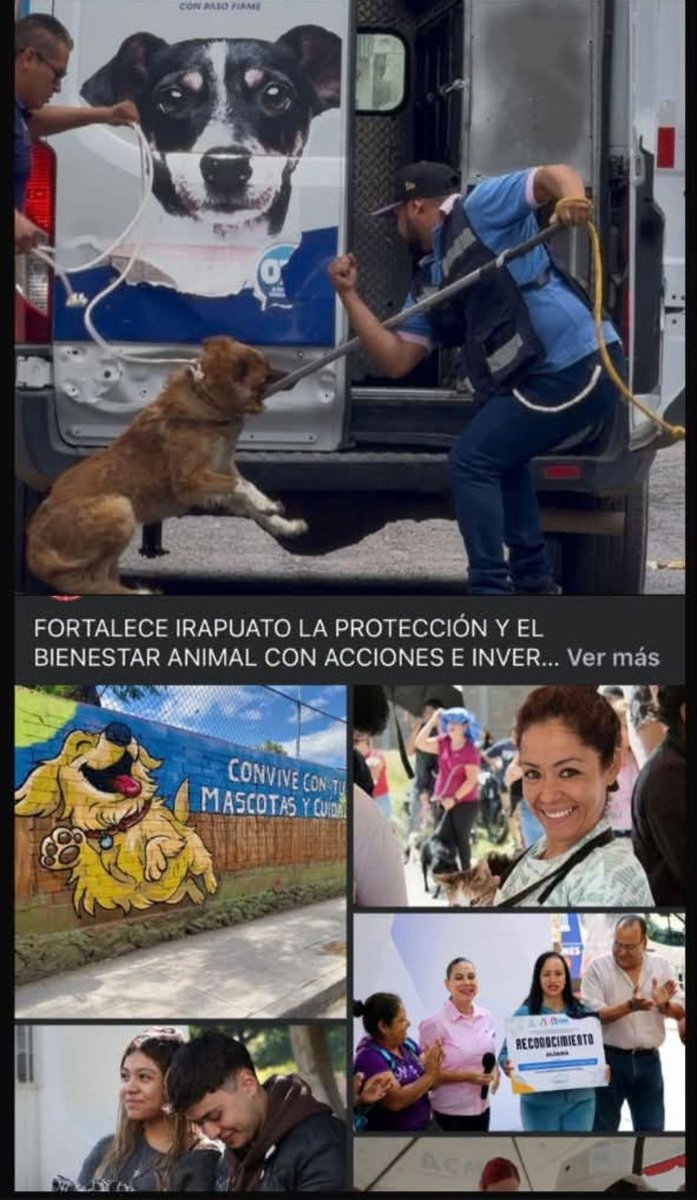 LicAnimalista's tweet photo. #VerguenzaNacional @irapuatogob siguen aplicando políticas públicas del siglo pasado, captura y asesina, entiendan no pueden matar animales solo por ser víctimas de abandono. Atención @LorenaAlfaroG CCP. @LibiaDennise https://t.co/C9Faz2aSor