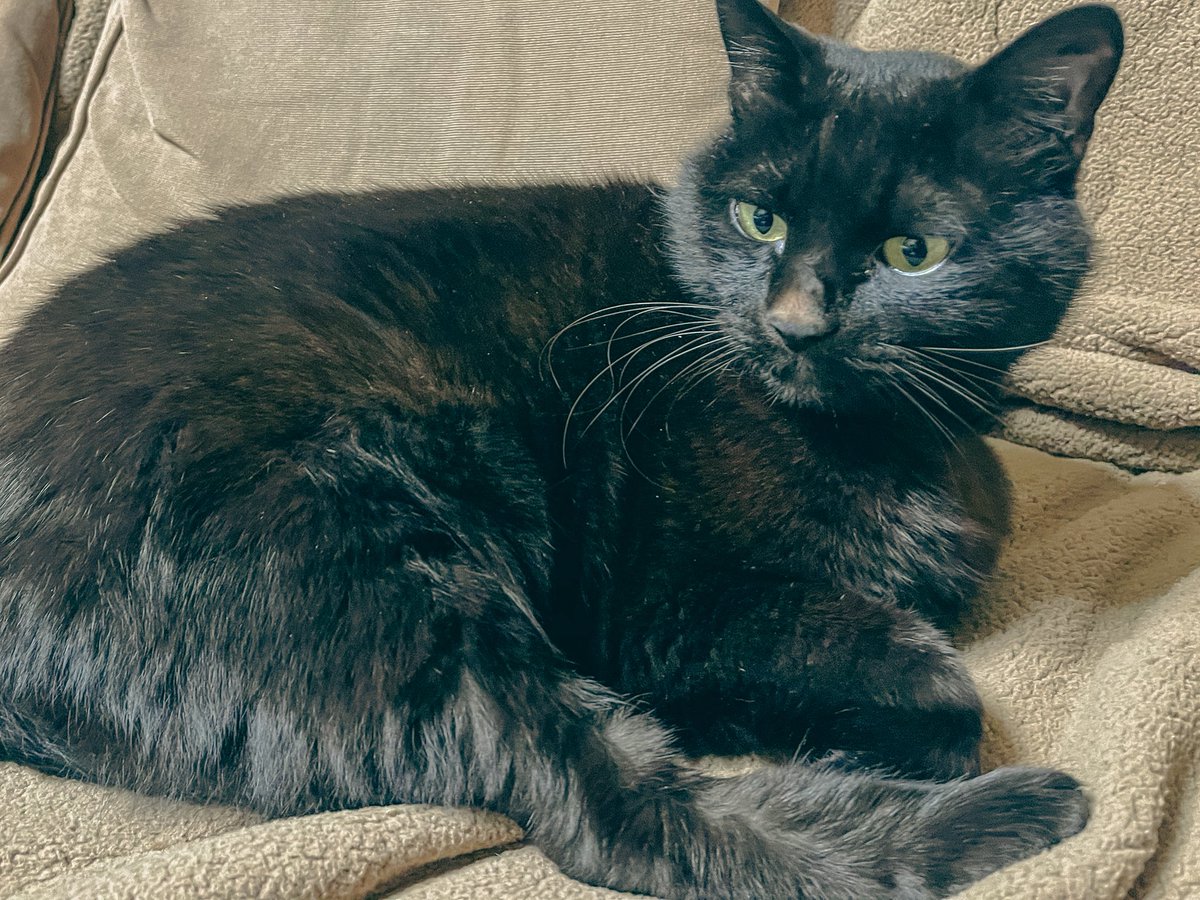 miyabi0118's tweet photo. #猫のいる暮らし https://t.co/XNCZJrpts2