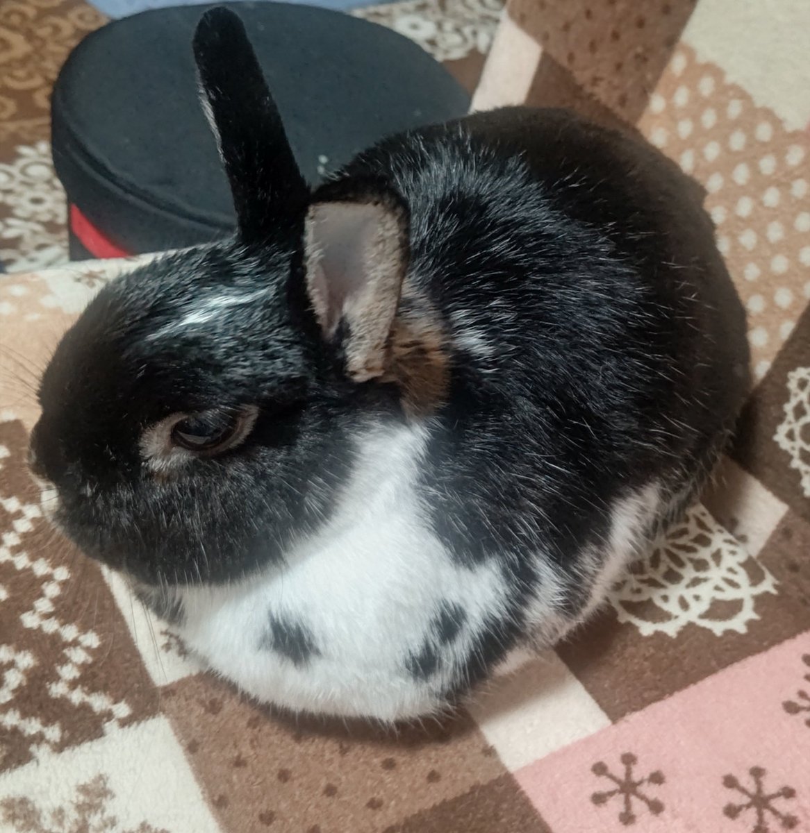 Volvo0777's tweet photo. 🐰モモは お気にの 高いところで 
まったり… https://t.co/hPt0Bmg6ex
